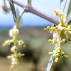 Just born Makri olives!