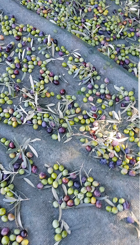 Harvesting 2017 Kyklopas estates