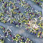 Harvesting 2017 Kyklopas estates
