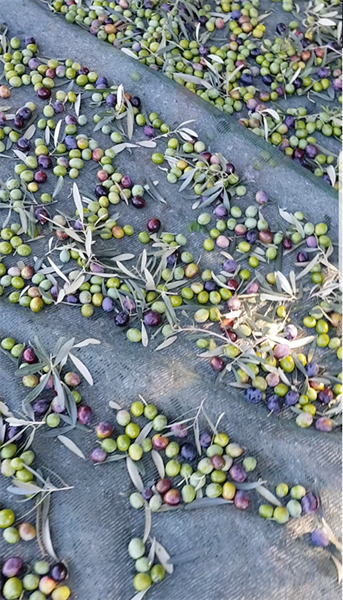 Harvesting 2017 Kyklopas estates