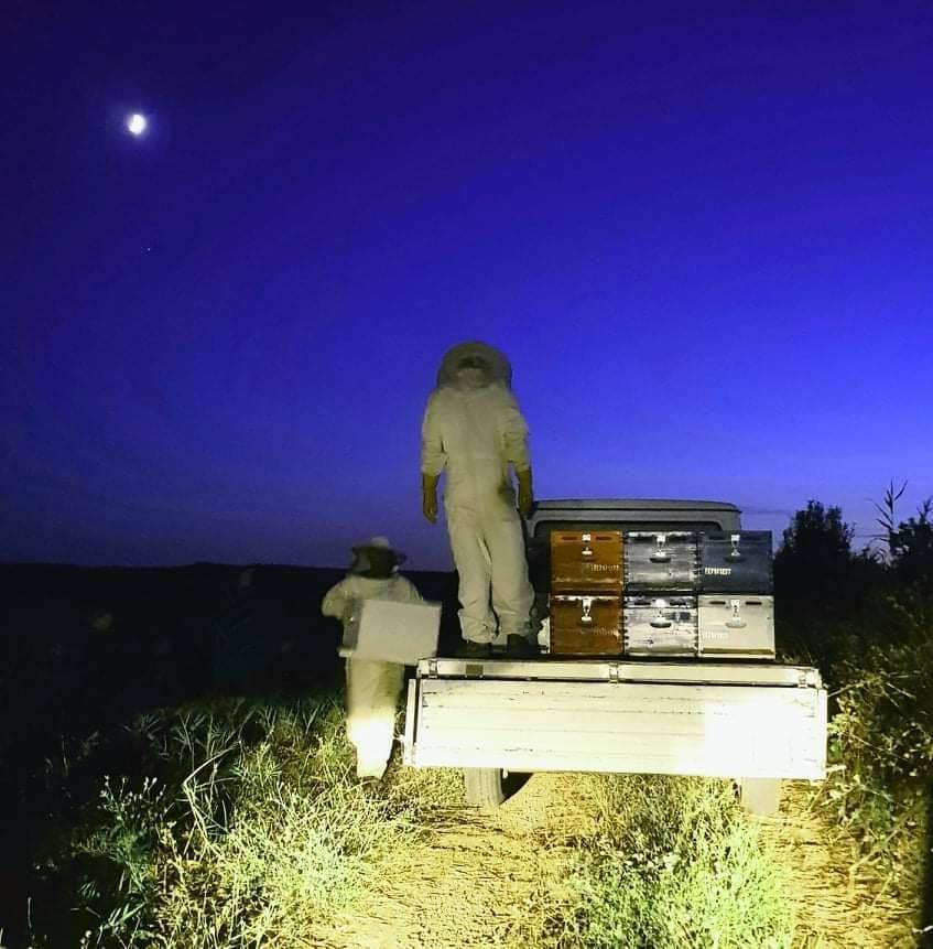 A beautiful night tonight to move our bees!! (photos)
