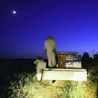 A beautiful night tonight to move our bees!! (photos)