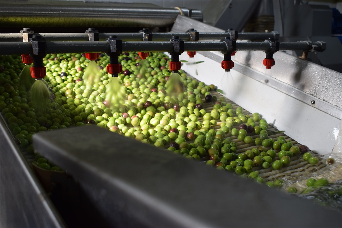 We have begun!!! The first olive oil of 2020 has been pressed!