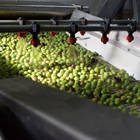 We have begun!!! The first olive oil of 2020 has been pressed!