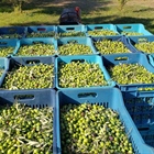 Today's harvest! The smell from the crates are divine!
