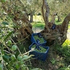 Ancient olive tress in Kyklopas olive groves! More than 1500 years old!