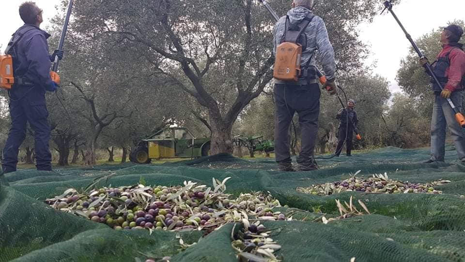 40th day of harvesting.