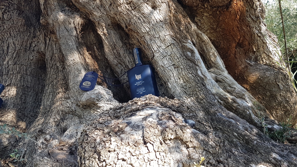 Made from 2,000-year-old olive trees, Kyklopas’ new olive oil hits the shelves