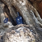 Made from 2,000-year-old olive trees, Kyklopas’ new olive oil hits the shelves
