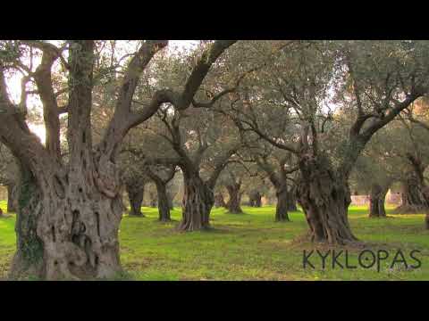 Ages- our old olive grove (video)