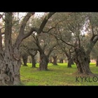 Ages- our old olive grove (video)
