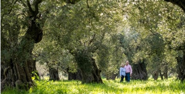 Good producers from the world- OLIVES VARIETIES OF THE WORLD: MAKRI