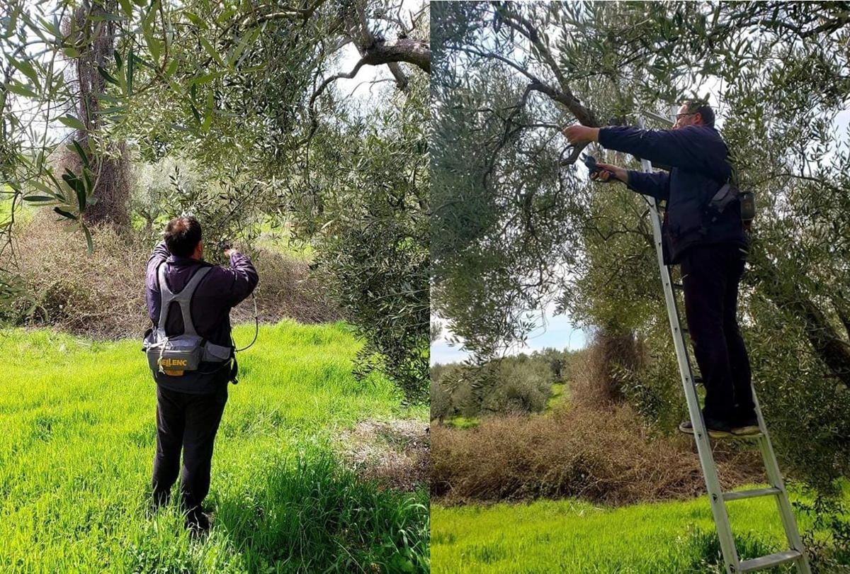 Pruning season. Quality starts in the fields!