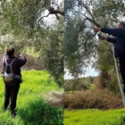 Pruning season. Quality starts in the fields!