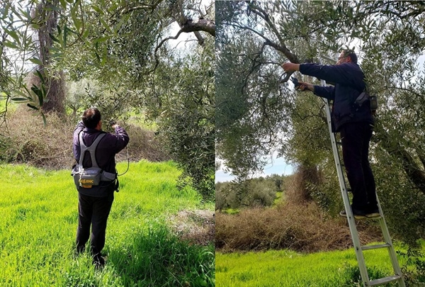Pruning season. Quality starts in the fields!