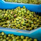 Olive Oil Times: Greek Olive Variety Makri Awaiting EU PDO Status