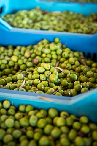 Olive Oil Times: Greek Olive Variety Makri Awaiting EU PDO Status