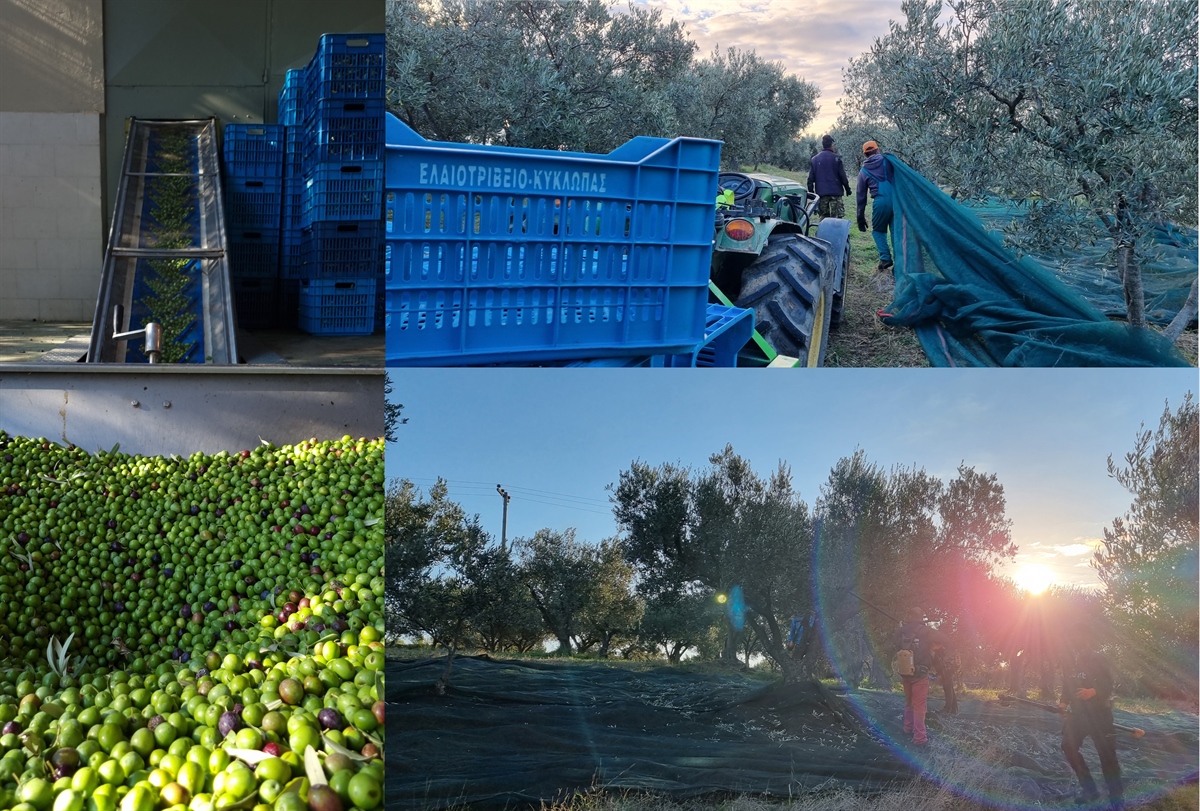 Immediate pressing after harvesting! Our olive mill smells heavenly! (photos)