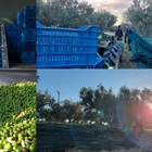 Immediate pressing after harvesting! Our olive mill smells heavenly! (photos)