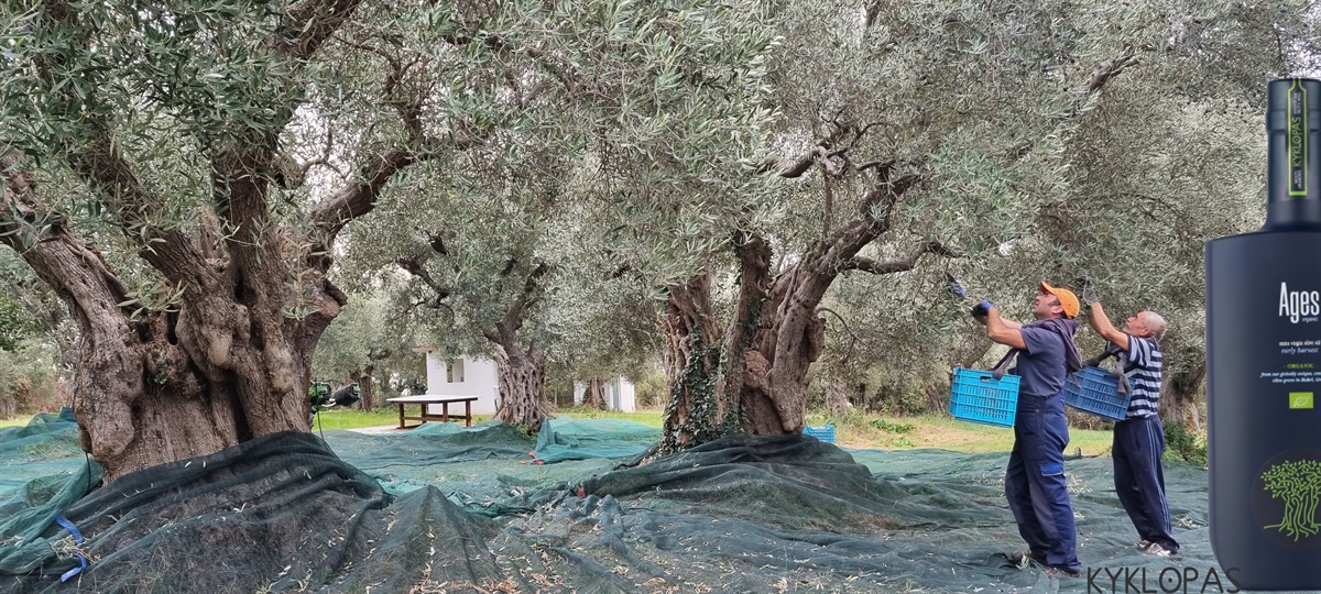 Ages... respecting history! 1000 year old trees  Kyklopas Limited Edition