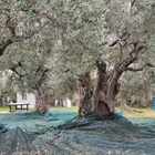 Ages... respecting history! 1000 year old trees  Kyklopas Limited Edition