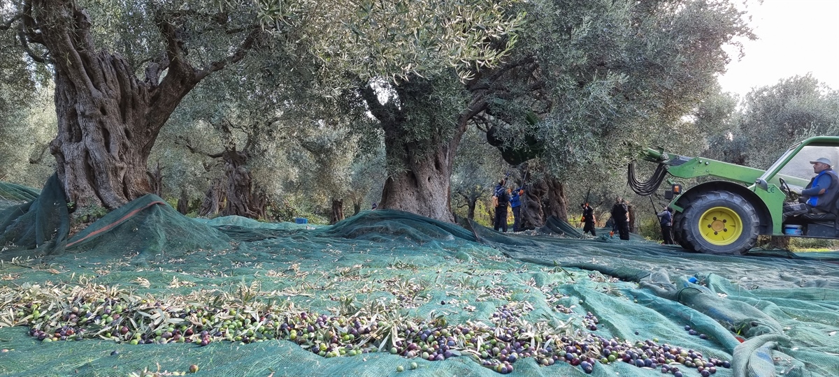 Harvesting our organic olives!