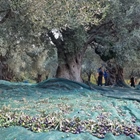 Harvesting our organic olives!