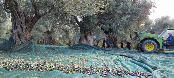 Harvesting our organic olives!