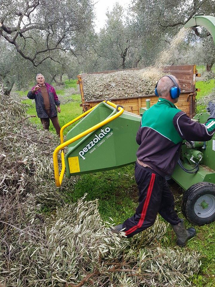 Choosing to shred pruned branches