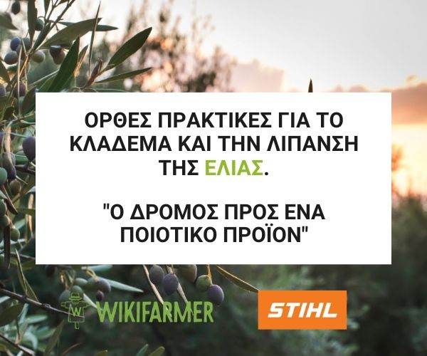 Seminar Wednesday 23/3 at 18:00 by STIHL Greece on pruning and fertilizing olive trees