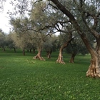 Choosing to maintain the natural turf weeds in the olive grove in winter.