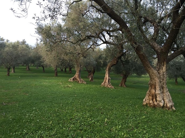 Choosing to maintain the natural turf weeds in the olive grove in winter.