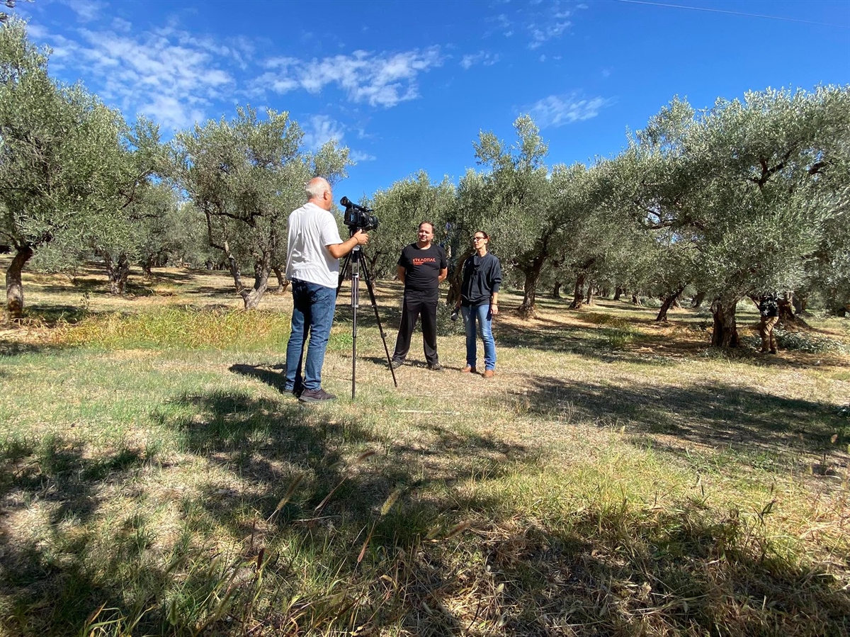 Good morning from our olive grove !