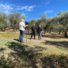 Good morning from our olive grove !