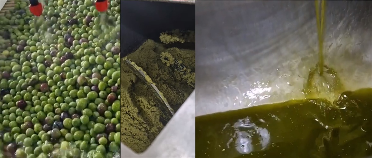 The first early harvest oil has been pressed, and the aroma in the olive mill is divine!! (video)