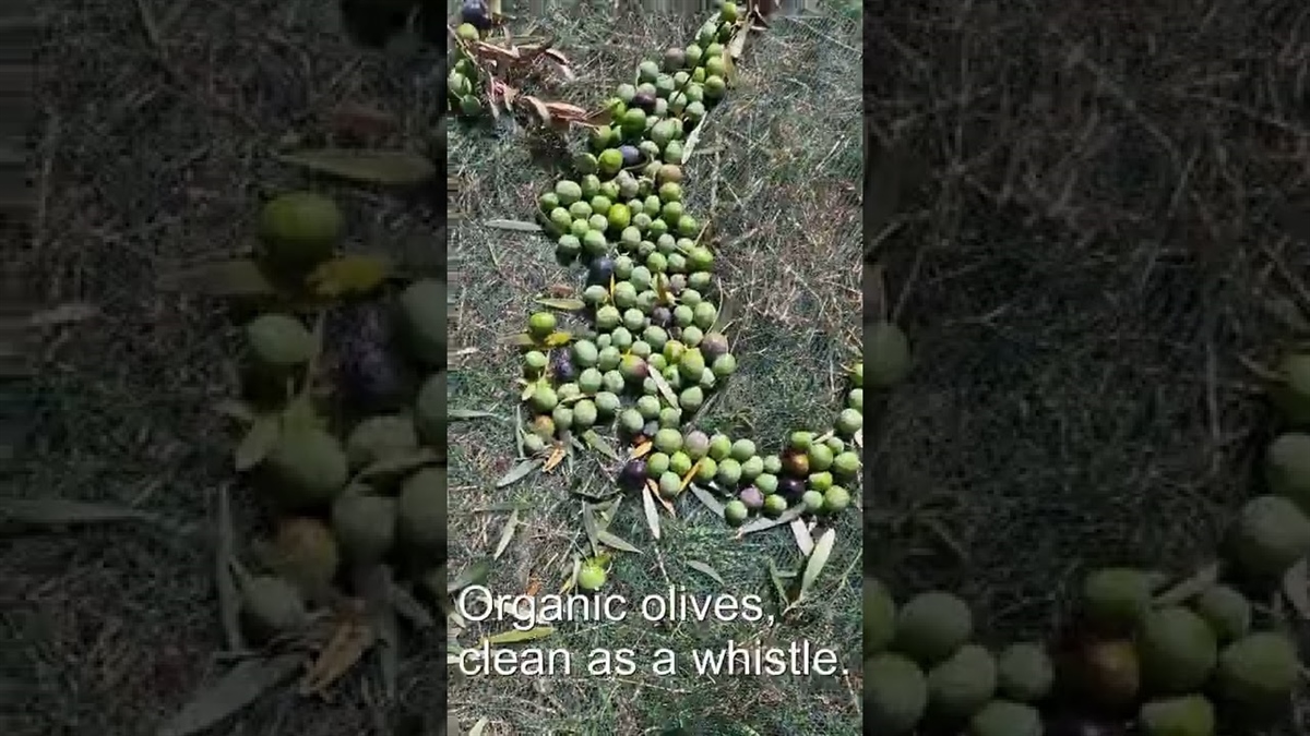Kyklopas Ages -a short tour to see our ancient olive trees! (video)
