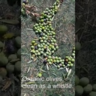 Kyklopas Ages -a short tour to see our ancient olive trees! (video)