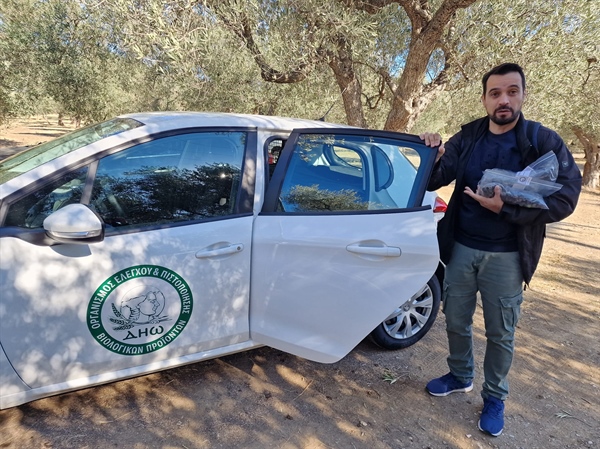 Ιnspection of olives from Kyklopas' organic groves.