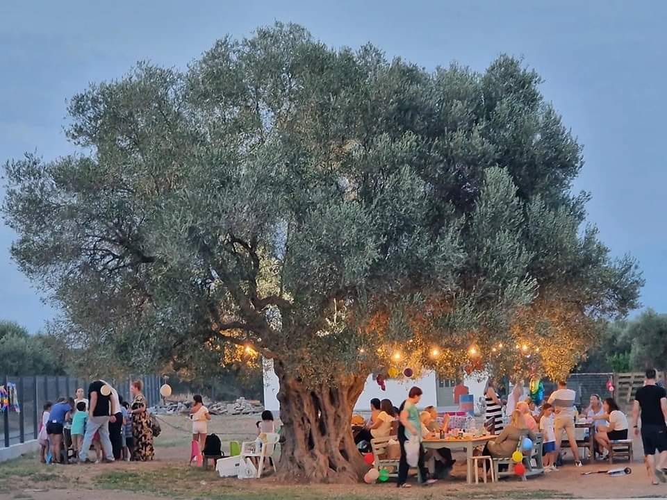 Παγκόσμια ημέρα ελιάς  26  Νοεμβρίου 2022 .