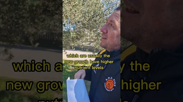 Λήψη  φύλλων  για φυλλοδιανωστική ανάλυση  από τα κτήματα Κύκλωπας.(video)