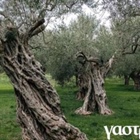 The enchanted forest of Makri with the ancient olive trees.(photos)