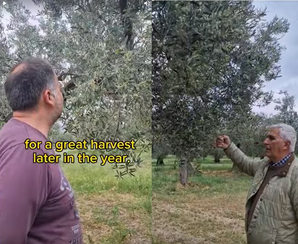 Good morning from Kyklopas (video)